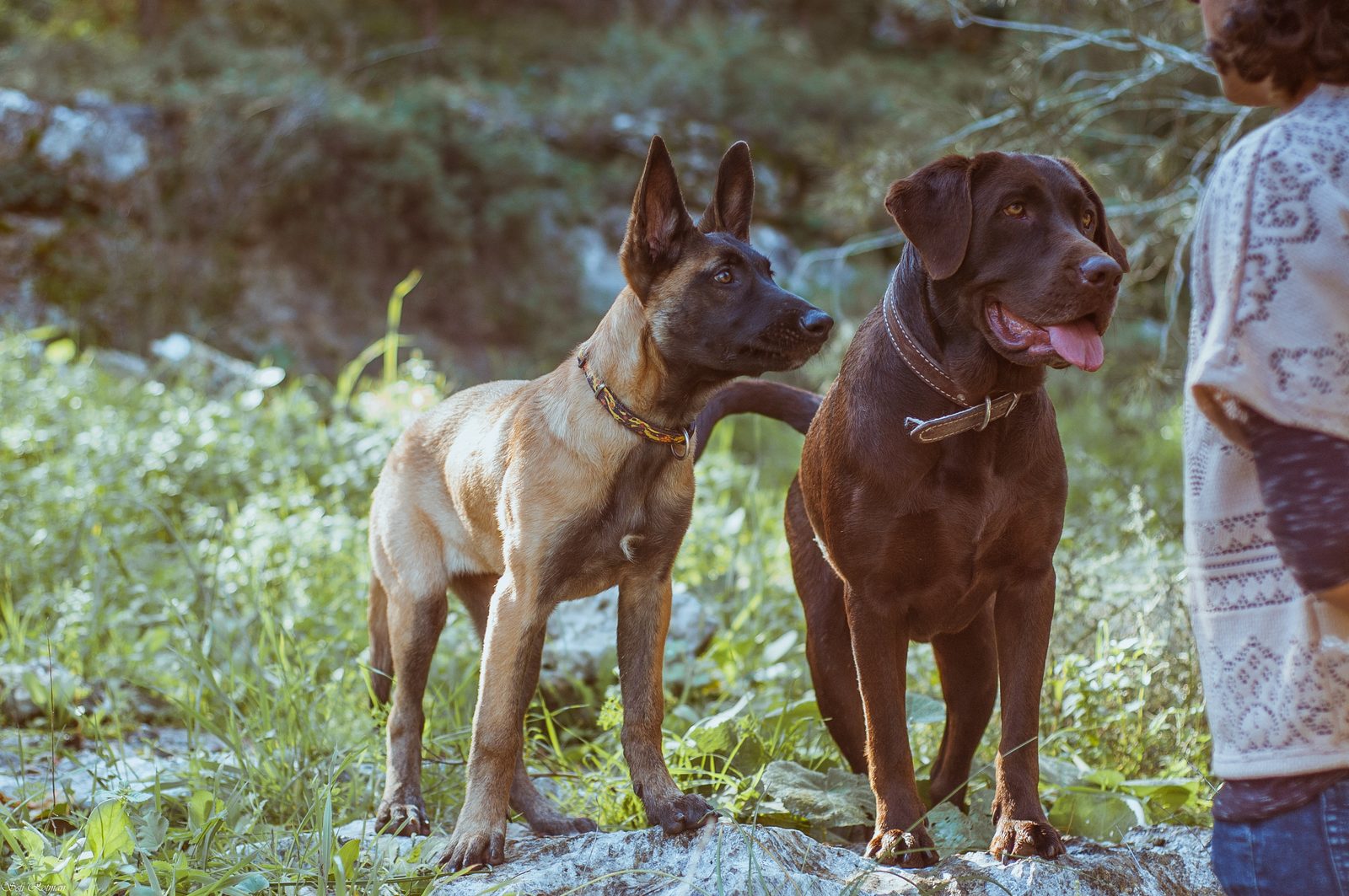 כלבים מאוזנים בטבע