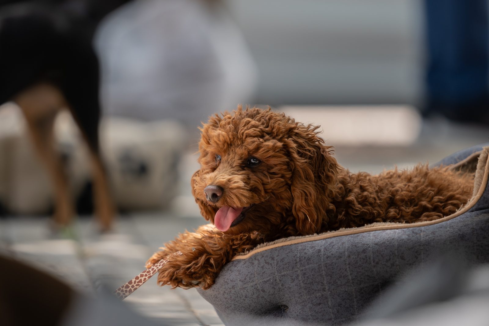 כלב רגוע במיטה