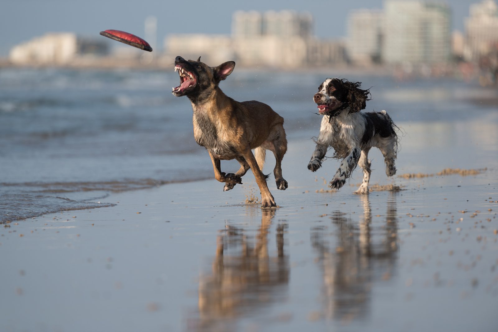 כלבים פורקים אנרגיה בים